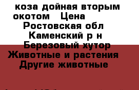 коза дойная вторым окотом › Цена ­ 5 000 - Ростовская обл., Каменский р-н, Березовый хутор Животные и растения » Другие животные   